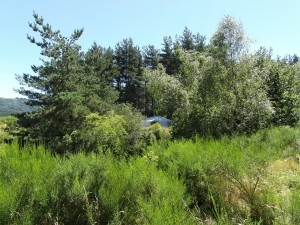 Yourte-dans-les-arbres